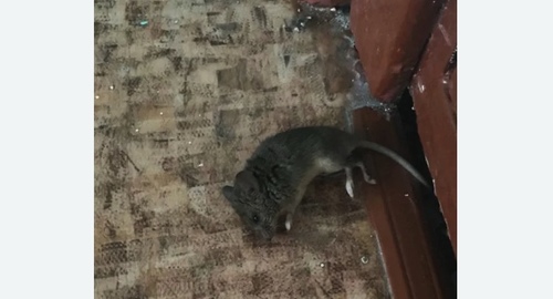 Дезинфекция от мышей в Саянске