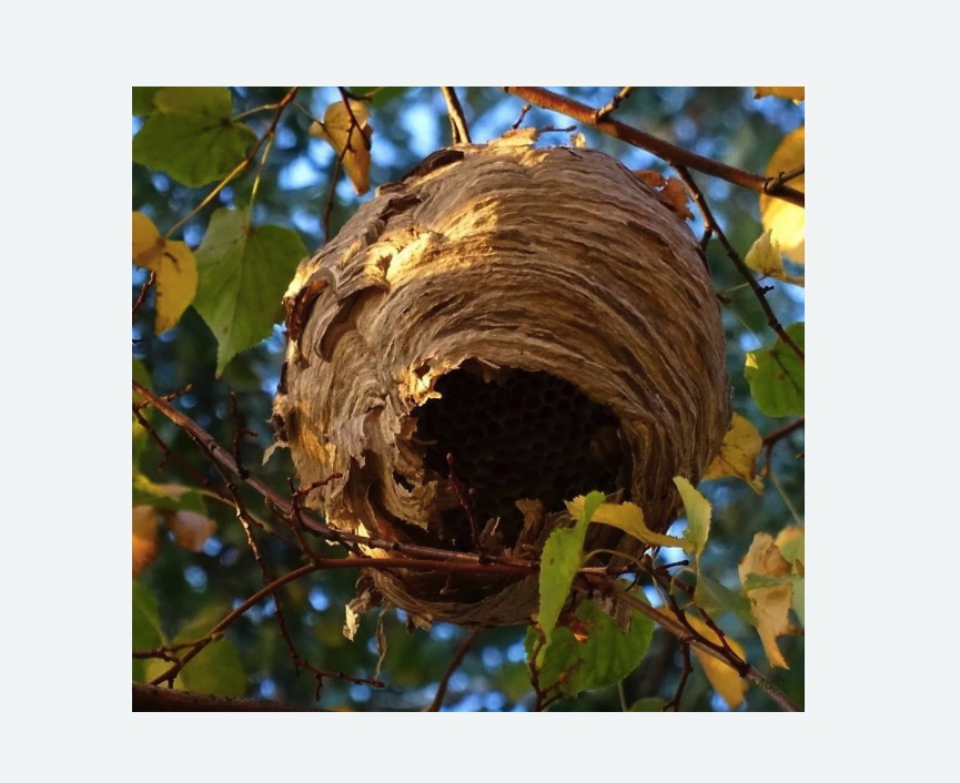 Обработка от шершней в Саянске