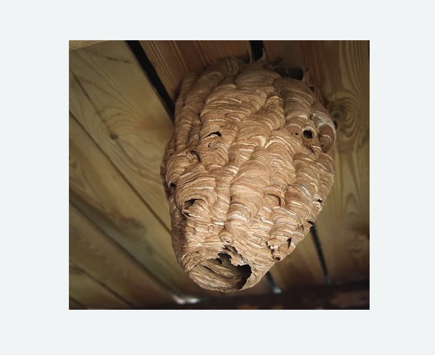 обработка от шершней в Саянске