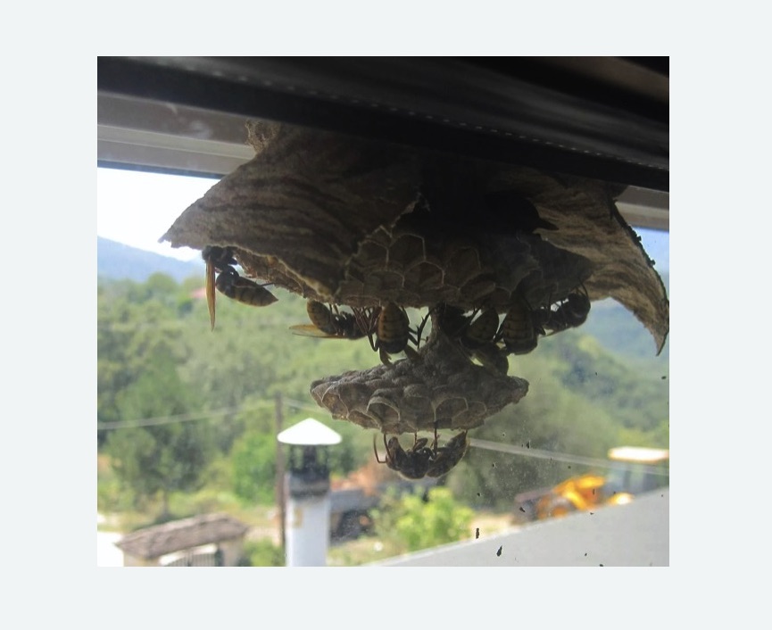 Уничтожение гнёзд шершней в Саянске