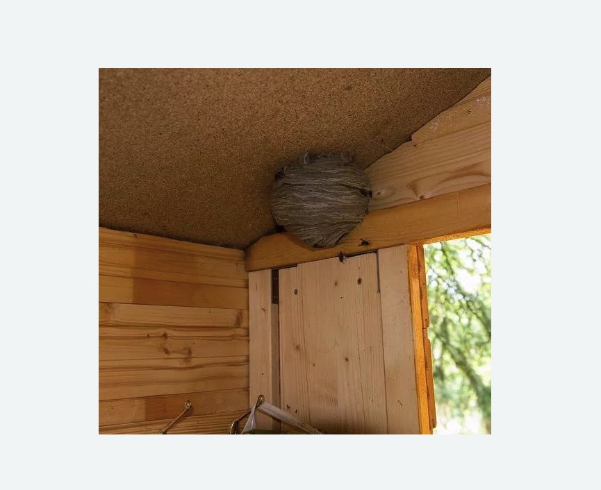 Обработка от ос в Саянске Обработка от ос