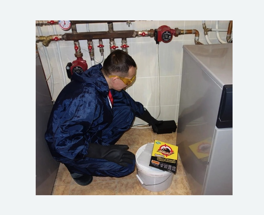 Уничтожение крыс в Саянске