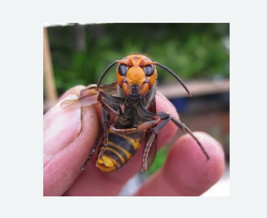 шершень фото шершень фото